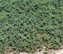 Можжевельник горизонтальный "Прострата" (Juniperus horizontalis "Prostrata") « Высота(см): 30-40; Упак.: C10; »