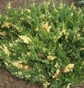 Можжевельник горизонтальный "Андорра Компакта Вариегата" (Juniperus horizontalis "Andorra Compacta Variegata") « Высота(см): 40-50; Упак.: C10; »