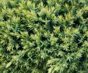 Можжевельник чешуйчатый Голд Тип (Juniperus squamata "Gold Tip") « Высота(см): 30-40; Упак.: C2-3; »