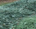 Можжевельник виргинский "Хетц" (Juniperus virginiana "Hetz") « Высота(см): 50-60; Упак.: C5; »