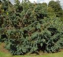 Можжевельник чешуйчатый "Мейери" (Juniperus squamata "Meyeri") « Высота(см): 50-60; Упак.: C5; »