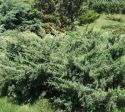 Можжевельник чешуйчатый "Холгер" (Juniperus squamata "Holger") « Высота(см): 60-70; Упак.: C10; »
