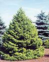 Ель сербская (Picea omorika) « Высота(см): 275-300; »