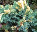 Можжевельник чешуйчатый "Голден Флейм" (Juniperus squamata "Golden Flame") « Высота(см): 50-60; Упак.: C5; »
