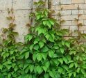 Партеноциссус пятилисточковый Мурорум (Parthenocissus quinquefolia var. murorum) « Высота(см): 70-80; Упак.: C10; »