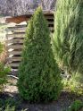 Ель канадская "Коника" (Picea glauca "Conica") « Высота(см): 30-40; Упак.: C2-3; »