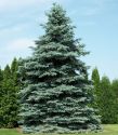 Ель колючая "Глаука" (Picea pungens "Glauca") « Высота(см): 80-100; Упак.: С15; »