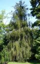 Ель обыкновенная "Виргата" (Picea abies "Virgata") « Высота(см): 100-120; Упак.: Co20; »