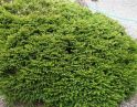 Ель обыкновенная "Пигмея" (Picea abies "Pygmaea") « Высота(см): 70-80; Упак.: Co20; »