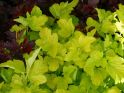 Пузыреплодник калинолистный "Ангел Голд" (Physocarpus opulifolius "Angel Gold") « Высота(см): 100-120; Упак.: Co20; »