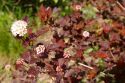 Пузыреплодник калинолистный "Diable D'Or" (Physocarpus opulifolius "Diable D'or") « Высота(см): 70-80; Упак.: Co12; »