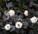 Пузыреплодник калинолистный "Ред Барон" (Physocarpus opulifolius "Red Baron") « Высота(см): 60-80; Упак.: С7,5; »