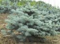 Ель колючая "Глаука Глобоза" (Picea pungens "Glauca Globosa") « Высота(см): 70-80; Упак.: C10; »