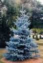 Ель колючая "Хупси" (Picea pungens "Hoopsii") « Высота(см): 130-150; Упак.: C15; »