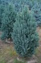 Ель колючая "Iseli Fastigiata" (Picea pungens "Iseli Fastigiata") « Высота(см): 50-60; Упак.: C5; »