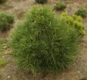Сосна черная "Спилберг" (Pinus nigra "Spielberg") « Высота(см): 50-60; Упак.: C10; »