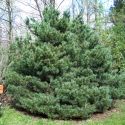 Сосна обыкновенная "Ватерери" (Pinus sylvestris "Watereri") « Высота(см): 60-80; Упак.: С10; »