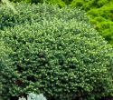 Ель сербская "Карел" (Picea omorika "Karel") « Высота(см): 70-80; Упак.: C10; »