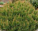 Сосна горная "Пумилио" (Pinus mugo var. "Pumilio") « Высота(см): 90-100; Упак.: C46; »