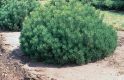 Сосна горная "Мугус" (Pinus mugo var. "Mughus") « Высота(см): 40-50; Упак.: C5; »