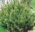 Сосна горная (Pinus mugo) « Высота(см): 100-110; Упак.: C20; »