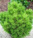 Сосна горная "Монтана" (Pinus mugo "Montana") « Высота(см): 90-100; Упак.: C20; »