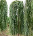 Лиственница японская "Stiff Weeper" (Larix kaempferi "Stiff Weeper") « Высота(см): 140-160 Pa; Упак.: C39; »
