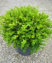 Самшит вечнозеленый (Buxus sempervirens) « Высота(см): 40-50; Упак.: С10; »