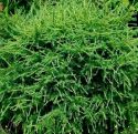 Лиственница европейская "Корник" (Larix decidua "Kornik") « Высота(см): 50-60 Pa; Упак.: С10; »