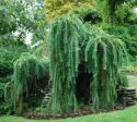Лиственница европейская "Пендула" (Larix decidua "Pendula") « Высота(см): 120-140 Pa; Упак.: С33; »