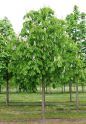 Каштан конский (Aesculus hippocastanum) « Высота(см): 450-500; Об.ст.(см): 20-25; Упак.: С55; »