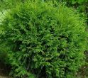 Туя западная "Литл Чемпион" (Thuja occidentalis "Little Champion") « Высота(см): 50-60; Упак.: C10; »