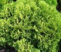 Туя западная "Вудварди" (Thuja occidentalis "Woodwardii") « Высота(см): 60-70; Упак.: C10; »