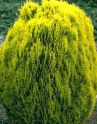 Туя восточная "Ауреа Нана" (Thuja orientalis "Aurea Nana") « Высота(см): 40-50; Упак.: C5; »