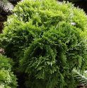 Туя западная "Литл Джем" (Thuja occidentalis "Little Gem") « Высота(см): 60-70; Упак.: C20; »