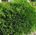 Туя западная "Литл Гиант" (Thuja occidentalis "Little Giant") « Высота(см): 30-40; Упак.: C5; »