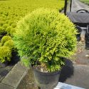 Туя западная "Мириам" (Thuja occidentalis "Mirjam") « Высота(см): 50-60; Упак.: C10; »