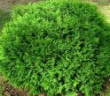 Туя западная "Globosa Compacta" (Thuja occidentalis "Globosa Compacta") « Высота(см): 50-60; Упак.: C46; »