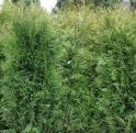 Туя западная "Брабант" 1 кула (Thuja occidentalis "Brabant" 1 kula) « Высота(см): Pa-100; Упак.: C15; »