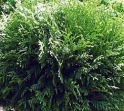 Туя западная "Грин Глоб" (Thuja occidentalis "Green Globe") « Высота(см): 50-60; Упак.: C5; »