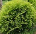 Туя западная "Глобоза Ауреа" (Thuja occidentalis "Globosa Aurea") « Высота(см): 70-80; Упак.: C10; »