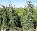 Ель сербская "Брунс" (Picea omorika "Bruns") « Высота(см): 70-80; Упак.: C10; »