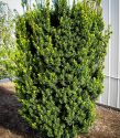 Тис средний "Hicksii" (Taxus media "Hicksii") « Высота(см): 70-80; Упак.: C10; »