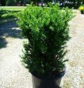 Тис средний "Хилли" (Taxus media "Hillii") « Высота(см): 60-70; Упак.: C10; »