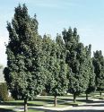 Клен остролистный "Колумнаре" (Acer platanoides "Columnare") « Высота(см): 350-400; Об.ст.(см): 10-12; Упак.: С25; »