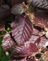 Лещина обыкновенная "Пурпуреа" (Corylus avellana "Purpurea") « Высота(см): 250-300; Упак.: С25; »