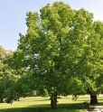 Клен полевой (Acer campestre) « Высота(см): 300-350; Упак.: С25; »
