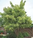 Клен ложноплатановый "Леопольди" (Acer pseudoplatanus "Leopoldii") « Высота(см): 400-450; Об.ст.(см): 16-18; Упак.: С50; »