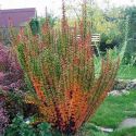 Барбарис Тунберга "Эректа" (Berberis thunbergii "Erecta") « Высота(см): 40-50; Упак.: С5 ; »