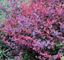 Барбарис оттавский "Аурикома" (Berberis x ottawensis Auricoma) « Высота(см): 40-60; Упак.: С3 ; »